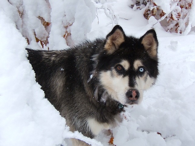 In Memory of "Bandit" Lambrinos