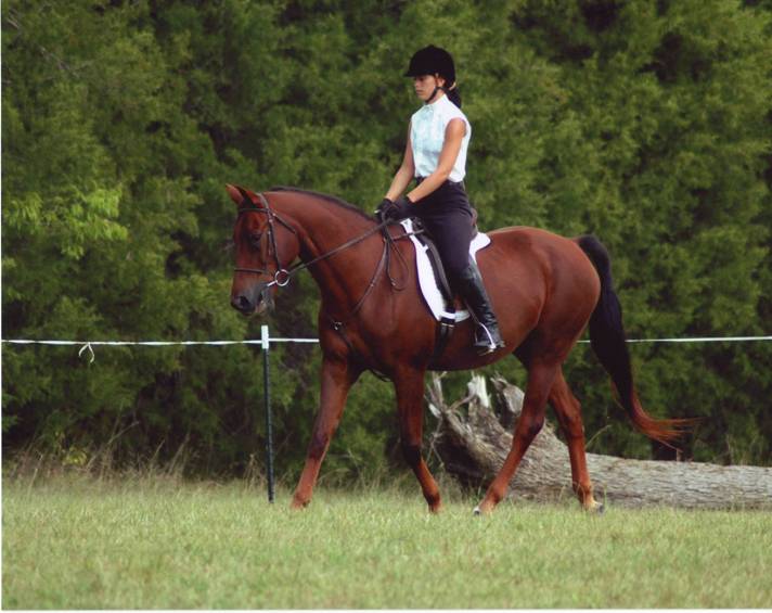 Stacy riding "T" her Morgan Gelding at a horse show in Mississippi